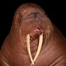 Walrus