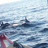 Dolphinarium