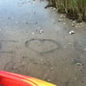 katfish39