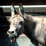 donkey1