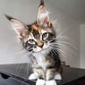 SummerKitten