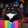 TuxedoCat