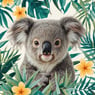 koala17