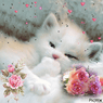 Catrysse
