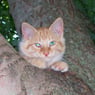 catty08