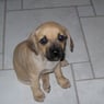 kenja