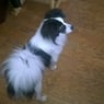 petula