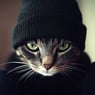 Bogcat
