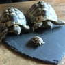 TortoiseLady