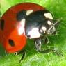ladybird