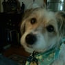 Adoglover
