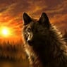 DarkWolf