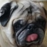 Pugluvver