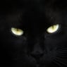 devilspawn