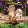 StagedRabbit