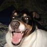 doggy41
