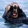 oceangopher