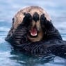 oceangopher