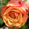 joy4ever84