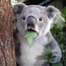 koala17