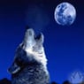 StarWolfie