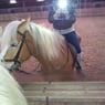 horselover