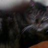 Kater0707