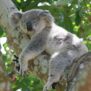 koala17