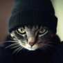 Bogcat