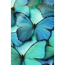 vlinder30