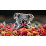 koala17