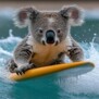 koala17