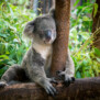 koala17