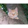 catty08