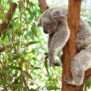 koala17