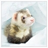 furet09
