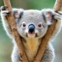 koala17
