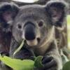 koala17