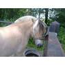 sparky0807